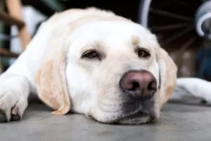 Leave pet in garage